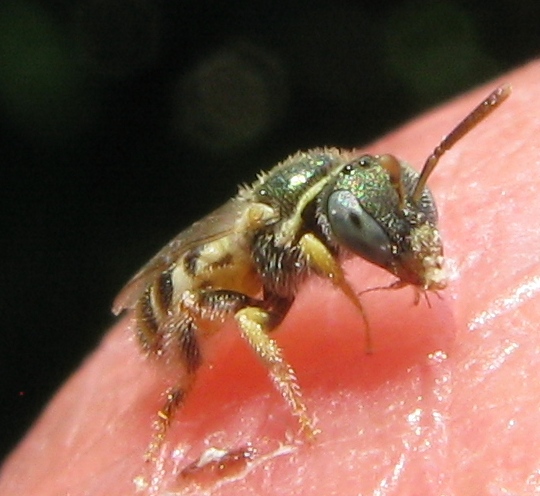Microimenottero: Nomioides sp. (Apidae Halictinae)